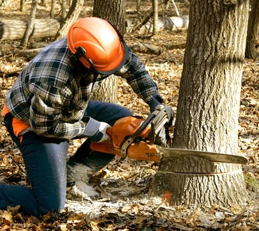 Tree Removal in Oconee, IL